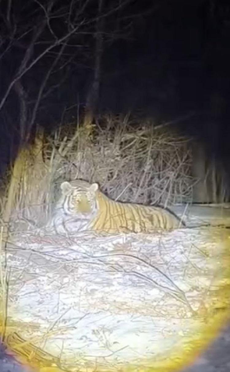 В Приморье отловили первого в этом году конфликтного тигра
