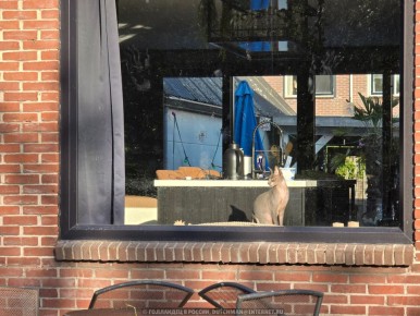 Как Нидерланды стали образцом заботы о бездомных животных