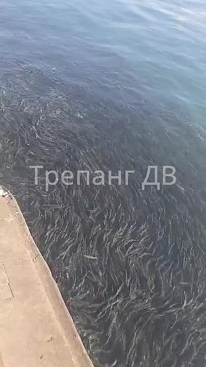 �����, ����: "��� ����������� �����"