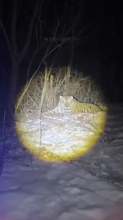 Специалисты отловили амурского тигра в селе Верхний Перевал Пожарского района