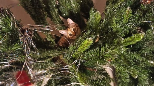 Как продлить жизнь новогодней ёлке?