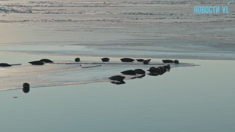 Множество ларг выбрались отдохнуть на лёд Амурского залива