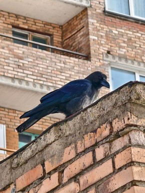 �������, 5 ������, �� ������������ ��������� ����������, ��� �������