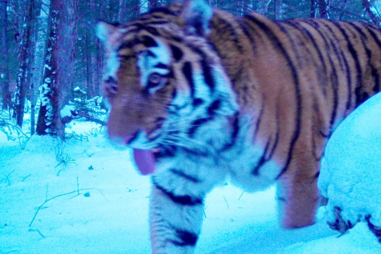 Амурский тигр показал язык фотоловушке в Приморье