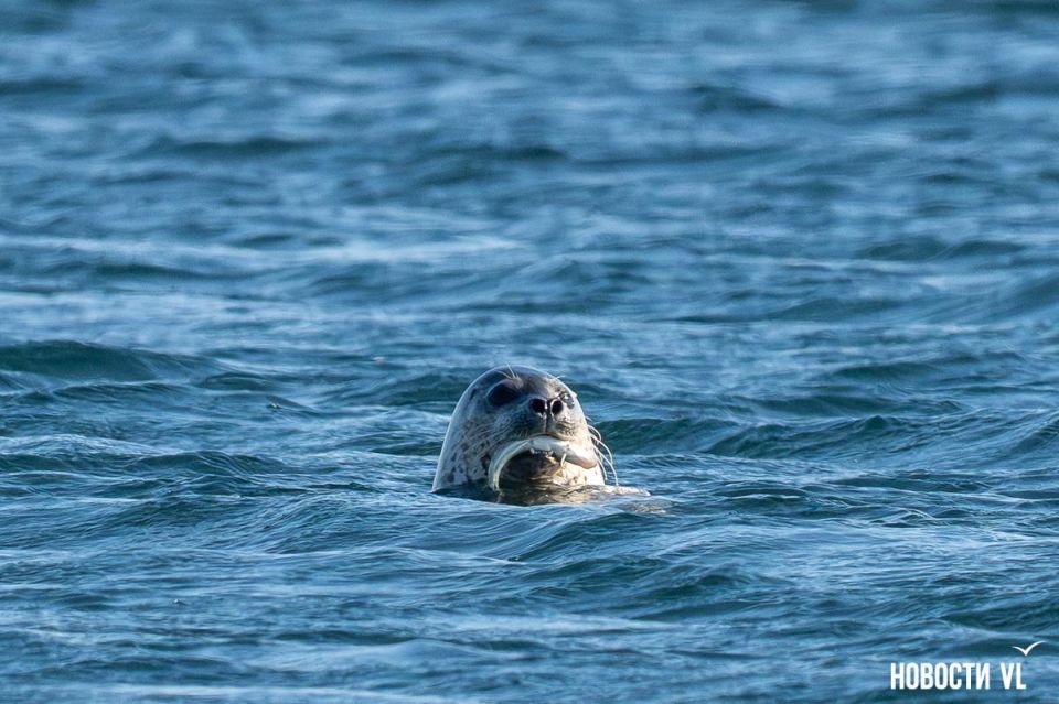 Крылья, ласты и хвосты: самые запоминающиеся звериные истории 2025 года