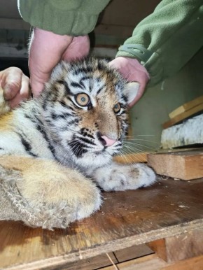 Тигрята-сироты получат помощь от специалистов «Центра Тигр» в Приморье