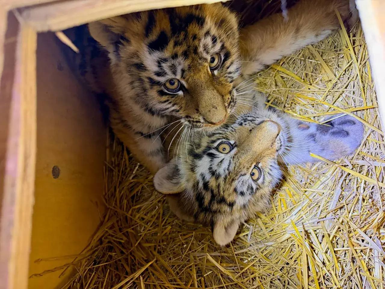 Тигрята-сироты получат помощь от специалистов «Центра Тигр» в Приморье Тигрята-сироты получат помощь от специалистов «Центра Тигр» в Приморье