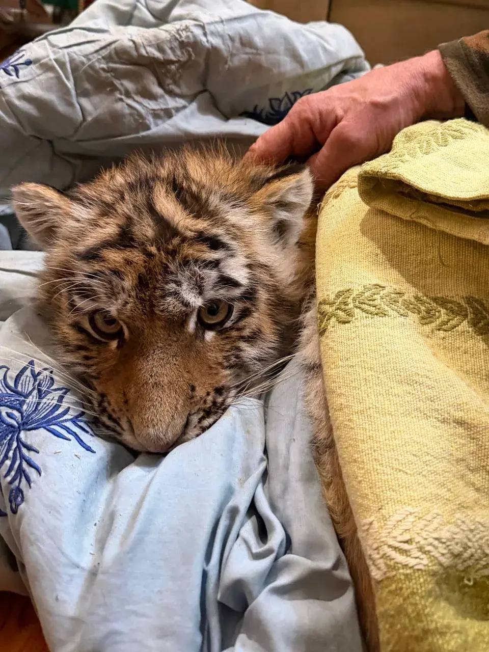 Тигрята-сироты получат помощь от специалистов «Центра Тигр» в Приморье Тигрята-сироты получат помощь от специалистов «Центра Тигр» в Приморье