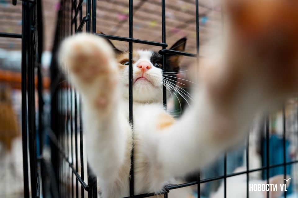 Выставка-раздача бездомных животных пройдёт завтра во Владивостоке