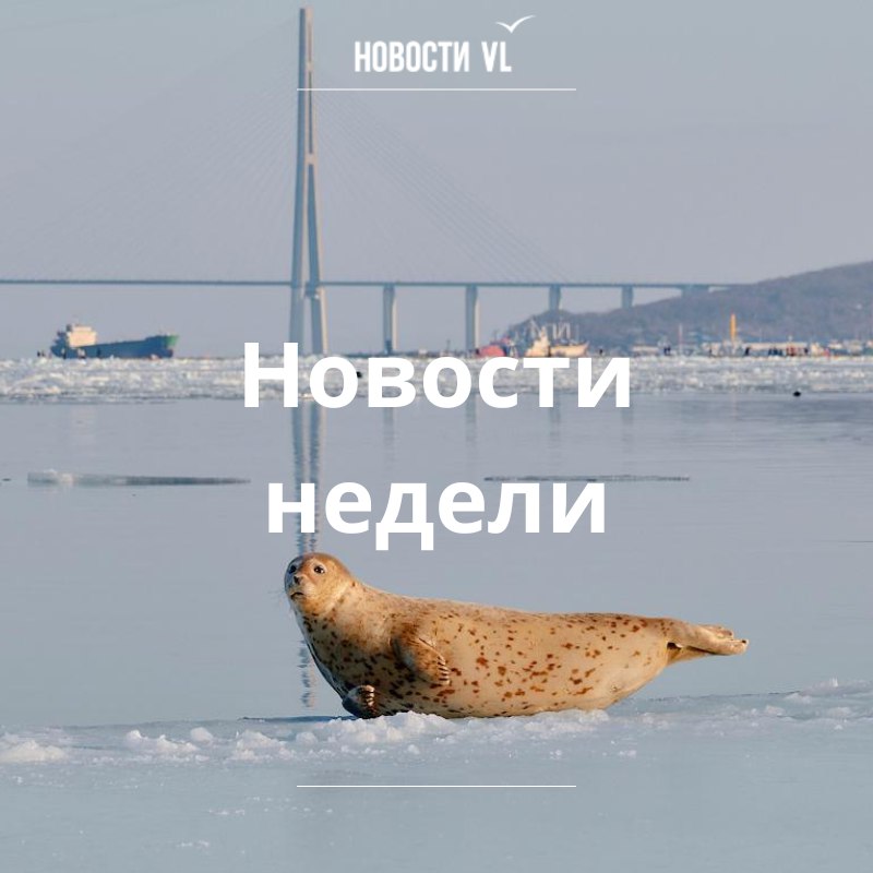 Материалы недели от Новостей VL, которые вы могли пропустить: