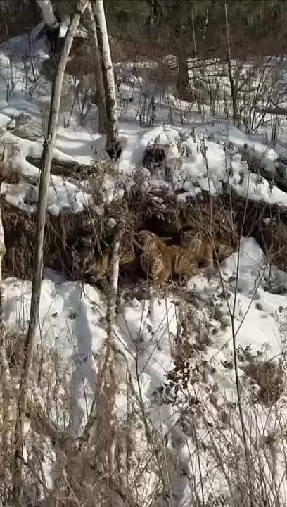 Браконьеры осиротили четырёх амурских тигрят