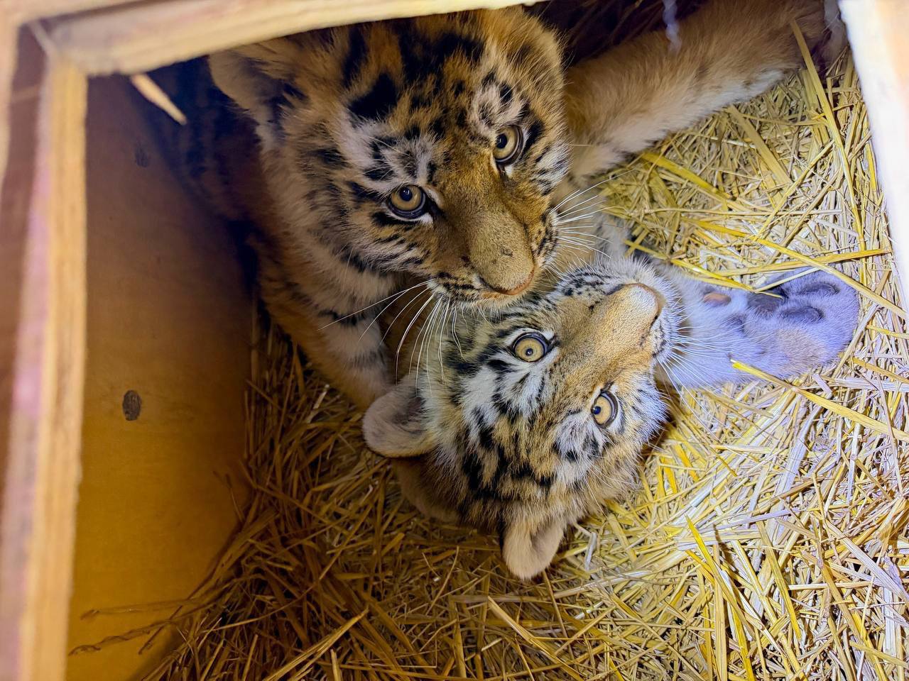 Двух тигрят спасли от голодной смерти в Приморском крае