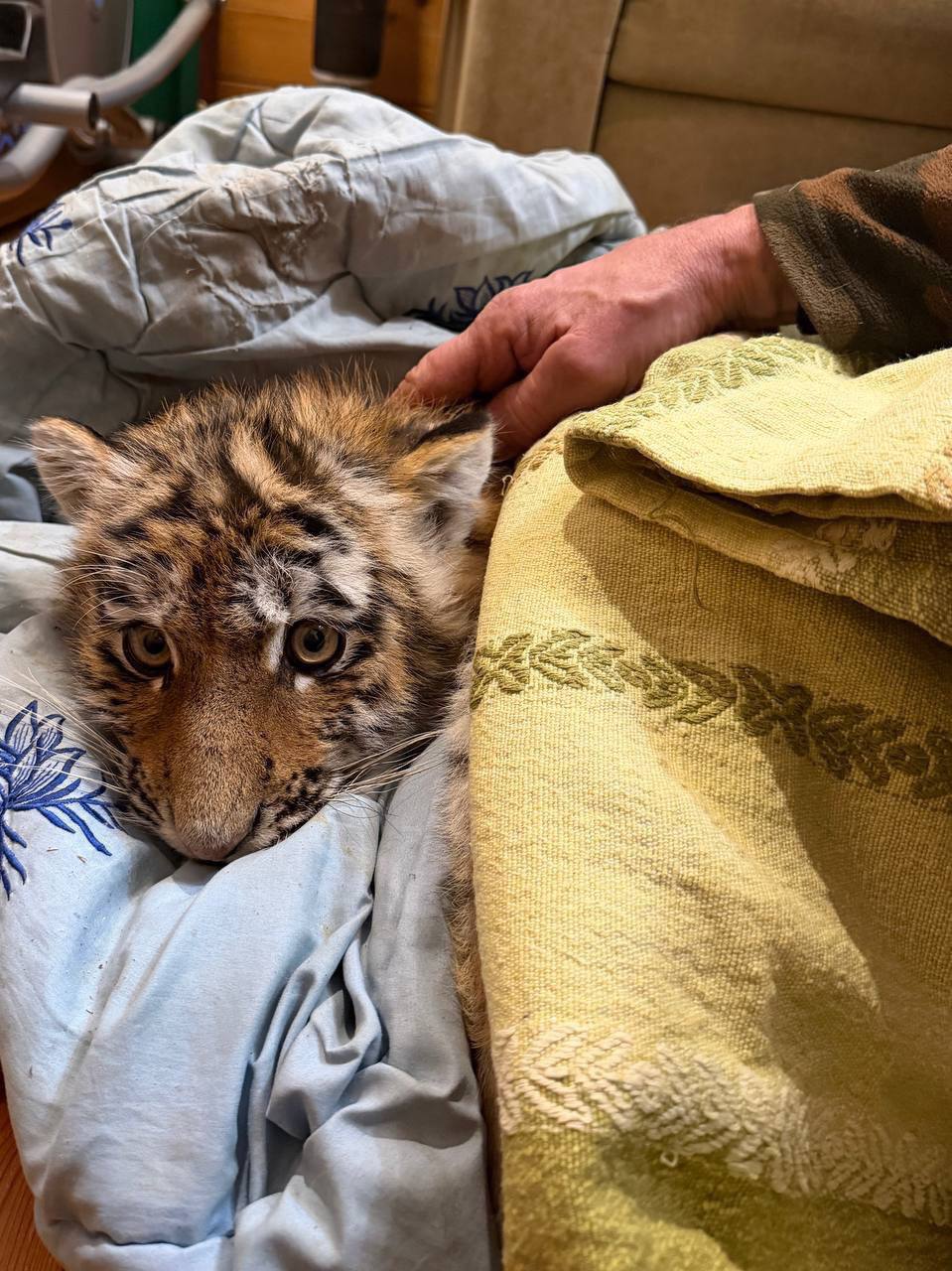 Двух тигрят спасли от голодной смерти в Приморском крае Двух тигрят спасли от голодной смерти в Приморском крае