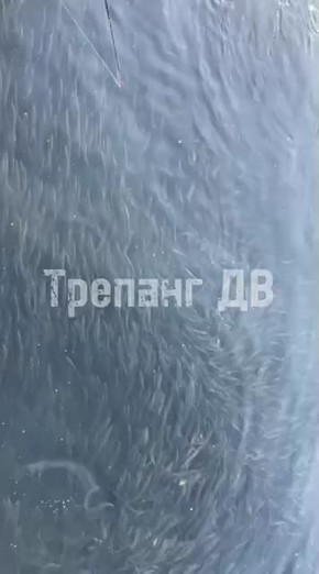 Бросайте ледобуры: на Корабельной набережной вчера ловили селёдку