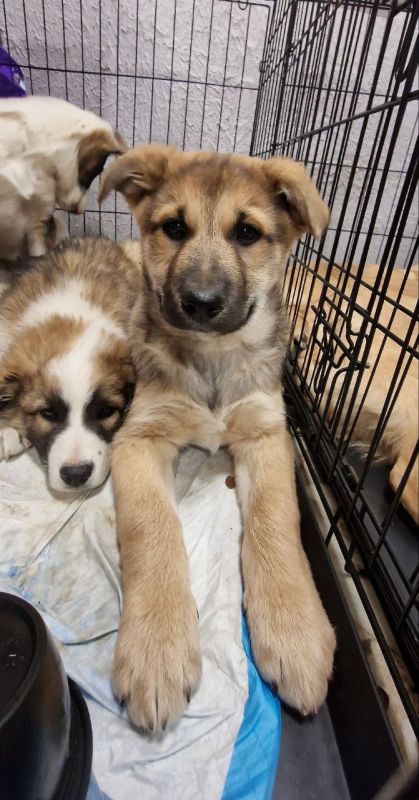 22 хвостика обрели дом!. Отличные новости с первой в этом году выставки-раздачи животных во Владивостоке! Благодаря вам 22 питомца нашли свои семьи: 19 котиков 3 щенка Волонтеры движения "Спасем жизнь" при поддержке...