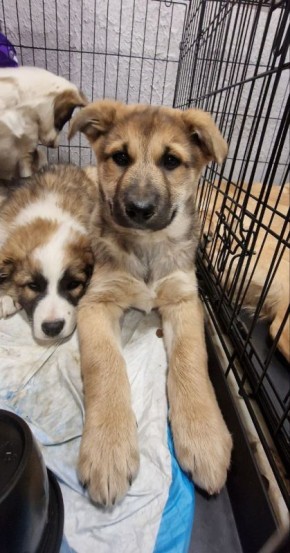 22 хвостика обрели дом!. Отличные новости с первой в этом году выставки-раздачи животных во Владивостоке! Благодаря вам 22 питомца нашли свои семьи: 19 котиков 3 щенка Волонтеры движения "Спасем жизнь" при поддержке...