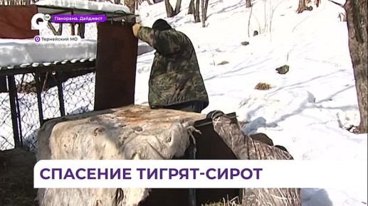 В Приморье спасают двухмесячных тигрят-сирот
