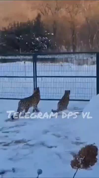 В Приморье у мужчины во дворе появились сразу два леопарда