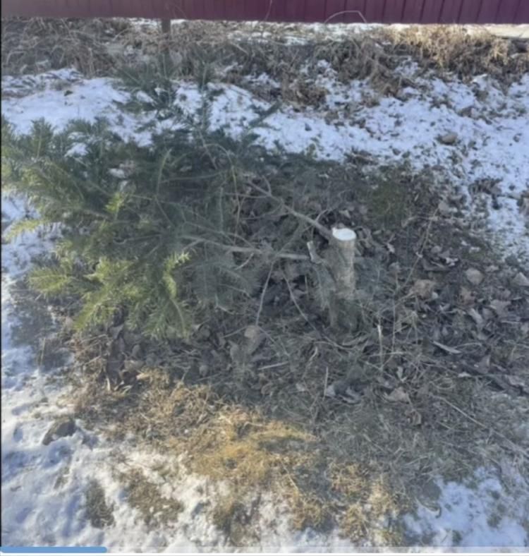 Жители Приморья решили спилить елку в г. Артем. Но они не подозревали, что их правонарушение попадет на камеру наружного наблюдения