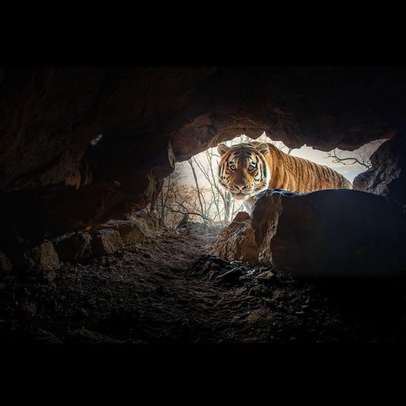 "Мне только спросить". "Растерявшийся" амурский тигр попал в кадр фотоловушки немецкого фотографа в Приморье