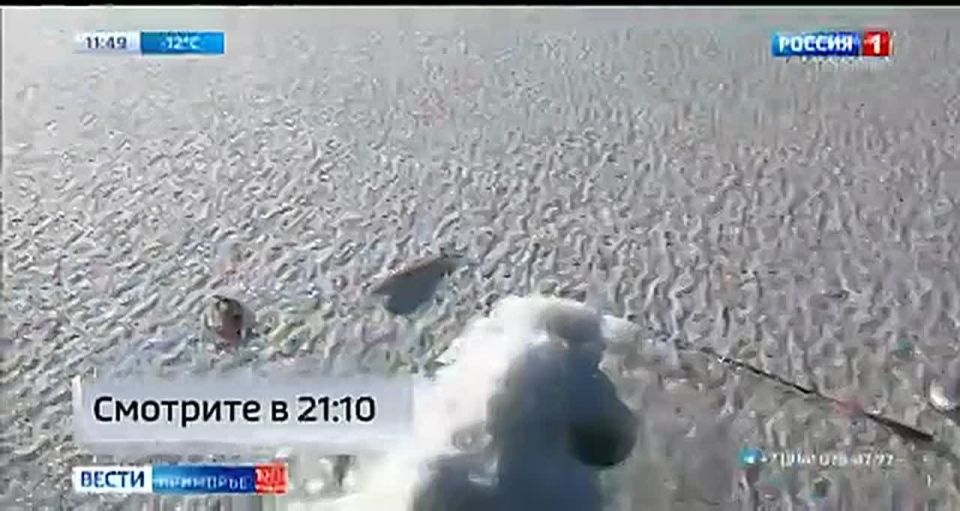 Спиннинг вместо лунки. Владивостокские рыбаки трубят: в Золотой рог пришла селедка