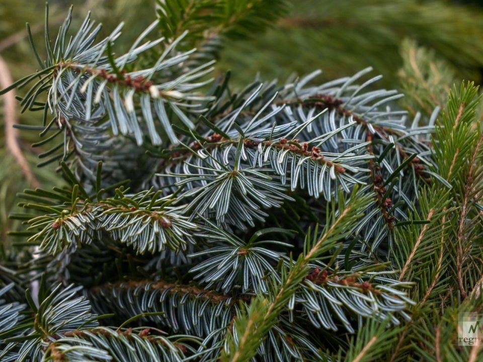 Как правильно утилизировать елку