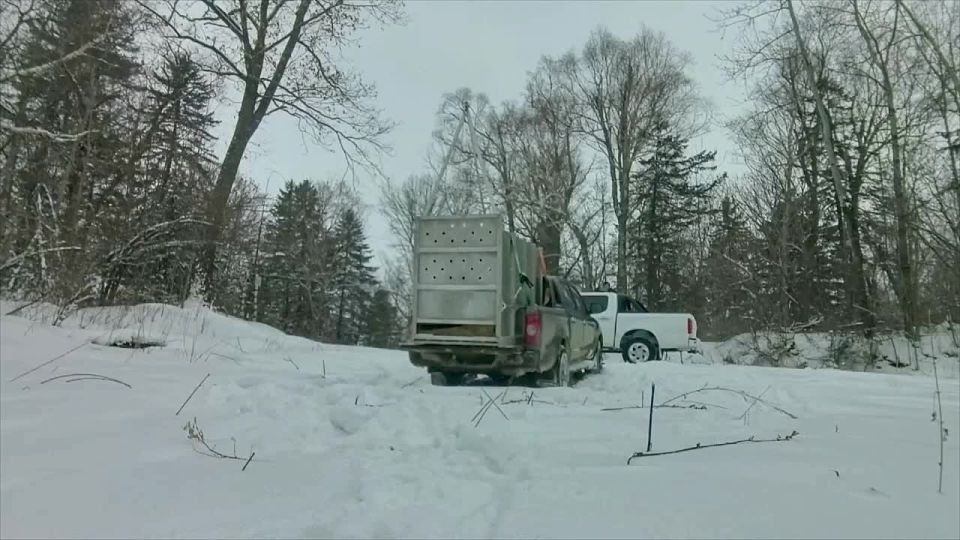 Вот так одного из самых редких хищников планеты выпускают на волю