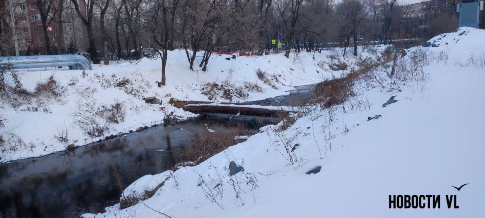 На Второй Речке в районе «Парка Победы» обосновались две цапли