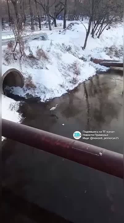 На Второй Речке заметили цапель