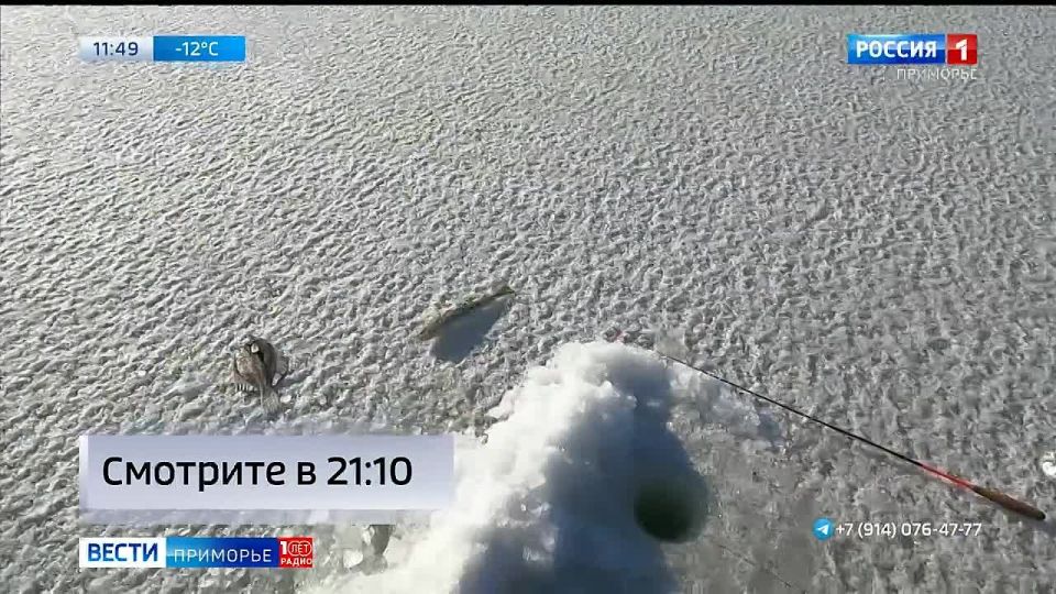 В Золотой Рог пришла селедка