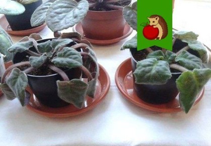 ������ ������ ����� ������ ���������� ������: ����������� �������