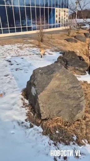 ���� ������������ ��������� ������� �� ���������� ���� �� ������� �������