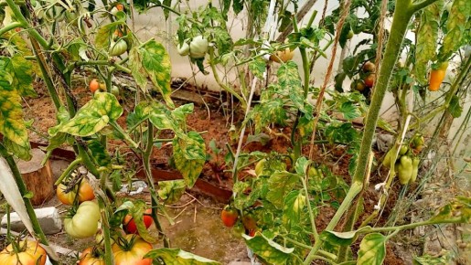 Как защитить томаты от фитофторы и кладоспориоза: опыт и рекомендации