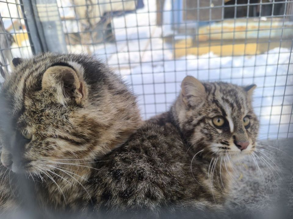 Два маленьких дальневосточных лесных кота попались на попытке поживиться в курятнике в Приморье