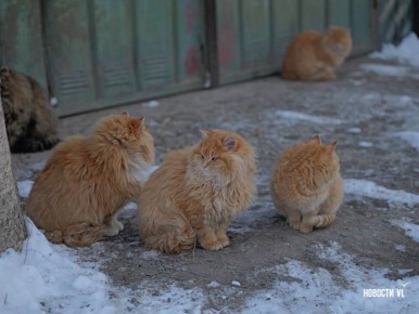 Слышали про манула в московском зоопарке? А у нас свои есть и не хуже