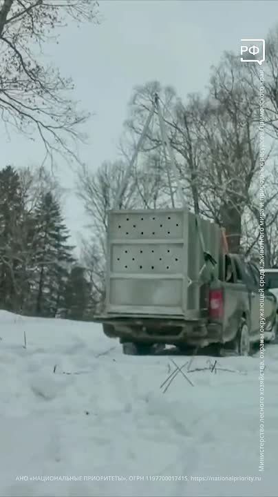 Осторожно: двери открываются! Амурский тигр спешит поскорее выйти из загона вагона