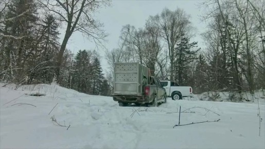 Олег Царёв: Амурский тигр на свободе — одного из самых редких хищников планеты выпускают в тайгу, отвезли на удалённый участок, подальше от населенных пунктов