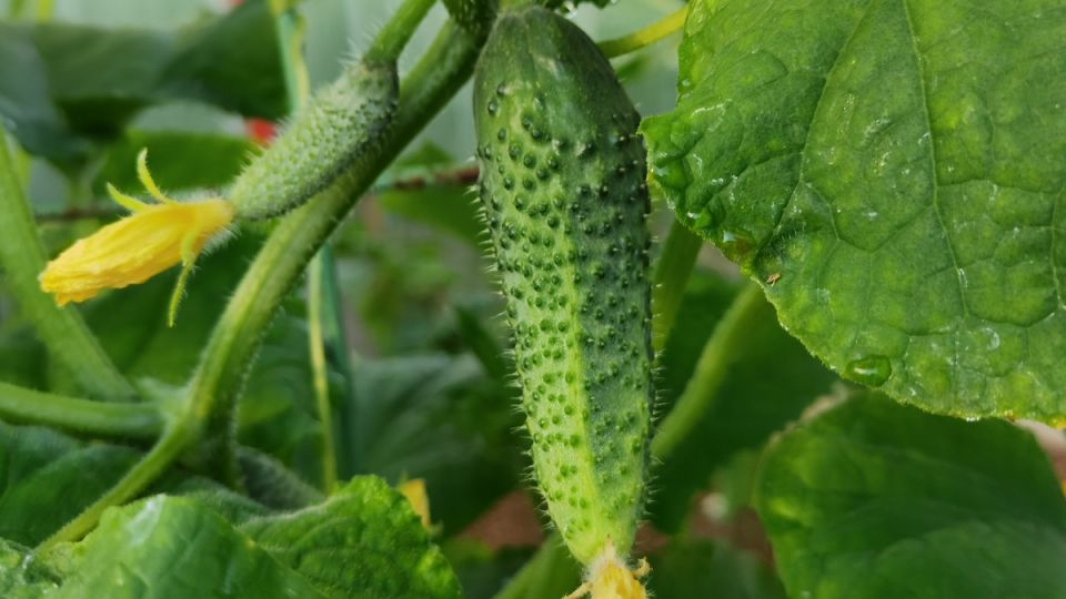 Увеличение урожайности огурцов: опыт и эксперименты