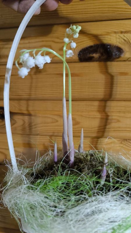 Ароматный праздник: выгонка цветов к Новому году