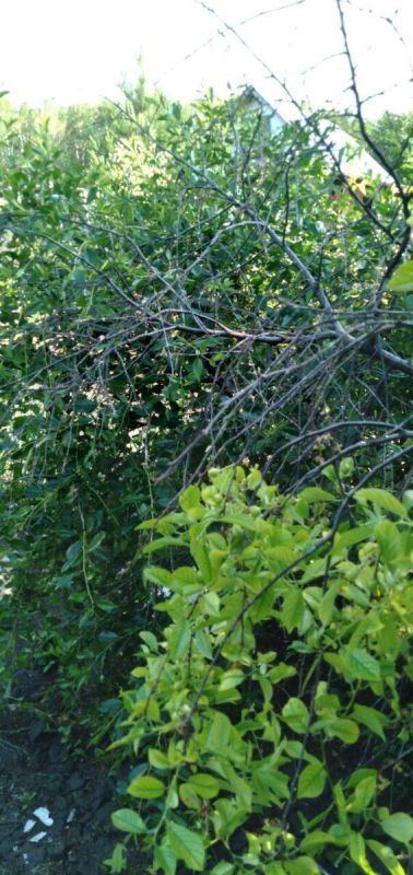 Проблемы с корнями вишни: разбираемся, как спасти урожай