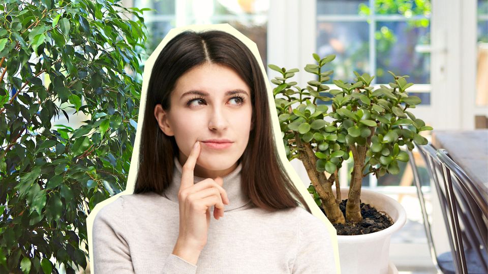 �������� ������ �������� ��� ���������: ��������� ���� ��������� �����