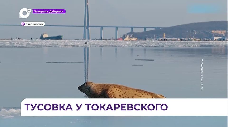 Огромное количество ларг собралось у Токаревского маяка во Владивостоке