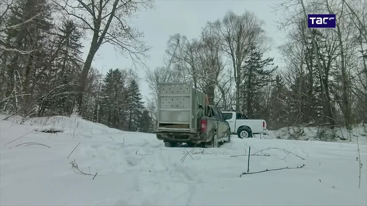 В Приморье в дикую природу вернули амурского тигра, которого отловили во время новогодних праздников