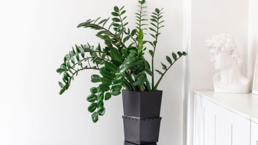 �������� ��� � �������������� ��� ������: ����� ������ ������ ������ �����������