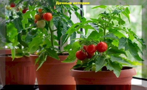 ������� ��������� ������� �� �����������: ������ ��� ���������� ��������