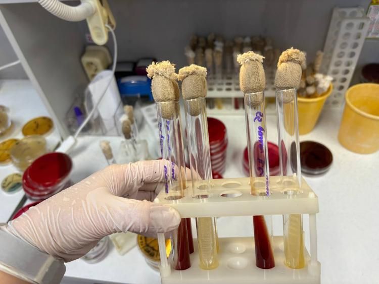 В начале января 2026 года в Приморском крае провели лабораторные проверки импортных пестицидов