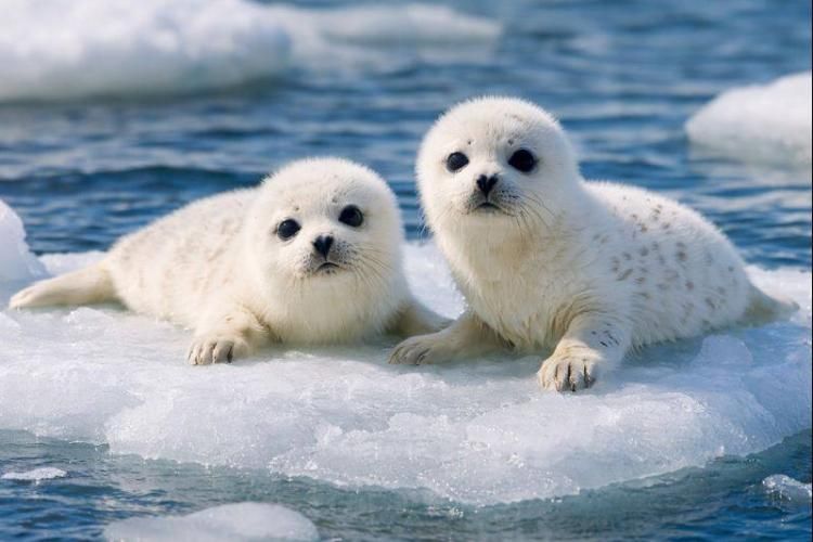 � ��������������� ������� ���������� ����������� ��������� ����� ��������� �������� �����