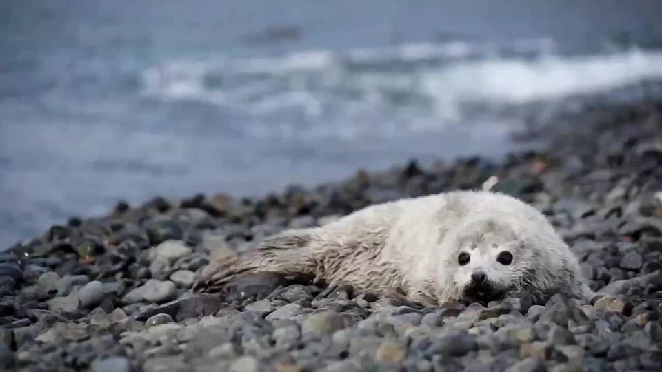 ������ �������� ����� ��������� � ��������������� ������� �����������