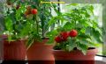 Секреты успешного огорода на подоконнике: советы для начинающих дачников