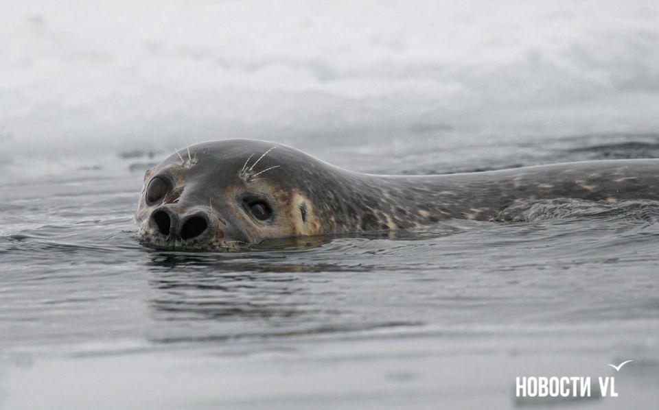 ������ ����, �����������. ���� ���������� ����������